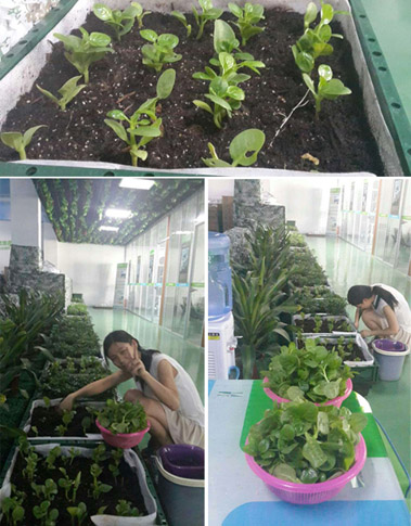 正能量節(jié)能科技的同事在公司快樂(lè)摘菜中